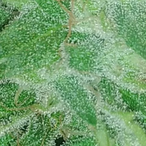 Nurf Mystery Tree growlog timeline photo