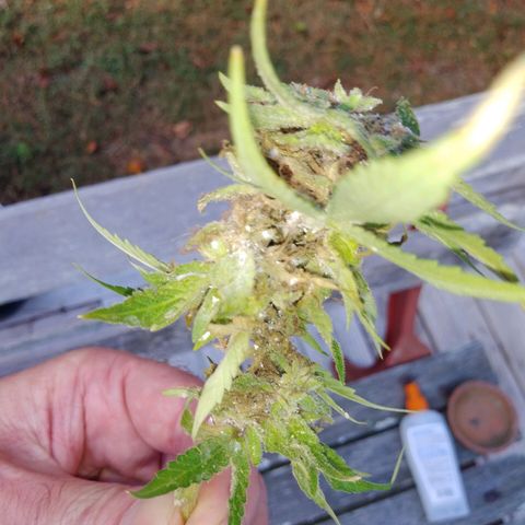 Nurf Mystery Tree growlog photo: Harvest!
