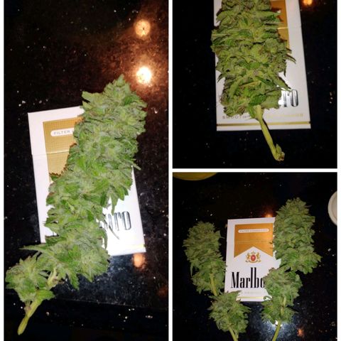 Nurf Mystery Tree growlog photo: Harvest!
