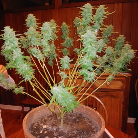 Nurf Mystery Tree growlog photo: Harvest!