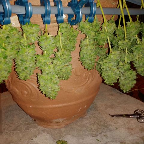 Nurf Mystery Tree growlog photo: Harvest!