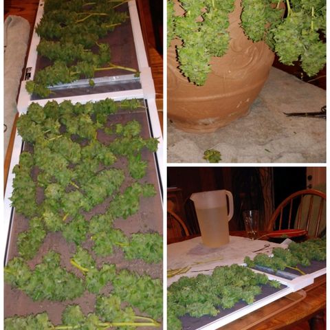 Nurf Mystery Tree growlog photo: Harvest!