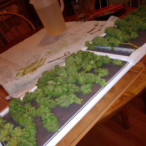 Nurf Mystery Tree growlog photo: Harvest!