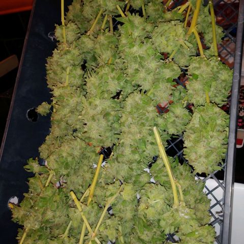 Nurf Mystery Tree growlog photo: Harvest!