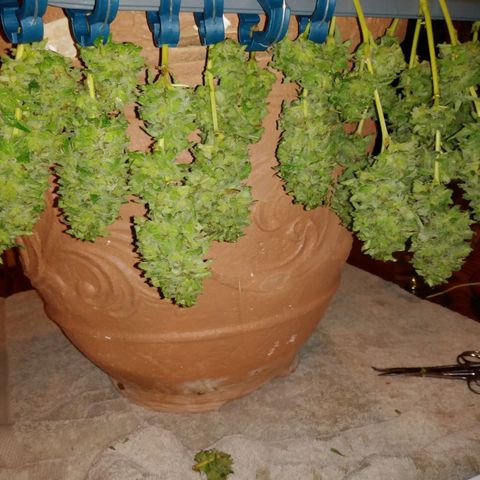 Nurf Mystery Tree growlog photo: Harvest!