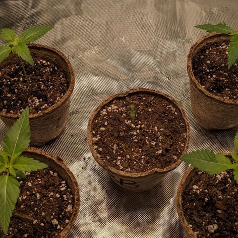 Mandarin Cookies V2, Mandarin Cookies Haze, Bruce Banner growlog photo: 4 plants at two weeks, center one two days