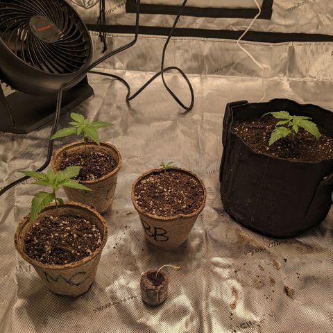 Mandarin Cookies V2, Mandarin Cookies Haze, Bruce Banner growlog photo: Transferred from small paper pots to 1 gallon fabric pots. Buried stem approximately to be approximately 1/2 as tall as they were in paper pots. Increased light intensity to 60% with height set between 18-24 inches above plant. Running two different growing mediums with same genetics. Coast of Maine soil amended with 20% worm castings VS Coco Coir with 20% worming castings and labeled plants accordingly.