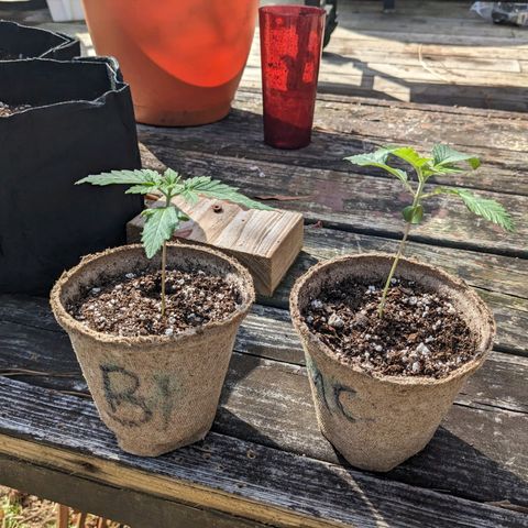 Mandarin Cookies V2, Mandarin Cookies Haze, Bruce Banner growlog photo: Transferred from small paper pots to 1 gallon fabric pots. Buried stem approximately to be approximately 1/2 as tall as they were in paper pots. Increased light intensity to 60% with height set between 18-24 inches above plant. Running two different growing mediums with same genetics. Coast of Maine soil amended with 20% worm castings VS Coco Coir with 20% worming castings and labeled plants accordingly.