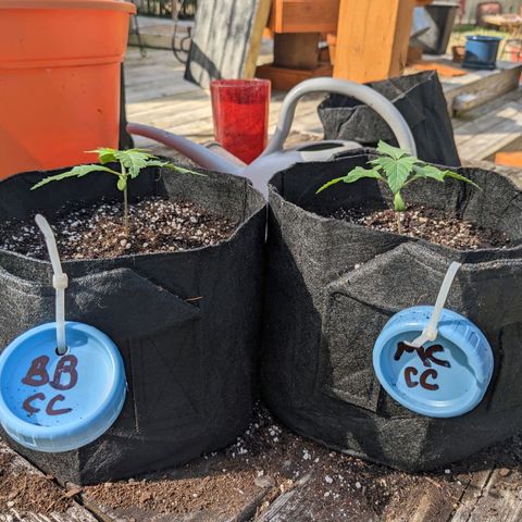 Mandarin Cookies V2, Mandarin Cookies Haze, Bruce Banner growlog photo: Transferred from small paper pots to 1 gallon fabric pots. Buried stem approximately to be approximately 1/2 as tall as they were in paper pots. Increased light intensity to 60% with height set between 18-24 inches above plant. Running two different growing mediums with same genetics. Coast of Maine soil amended with 20% worm castings VS Coco Coir with 20% worming castings and labeled plants accordingly.