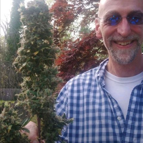Mandarin Cookies V2, Mandarin Cookies Haze, Bruce Banner growlog timeline photo