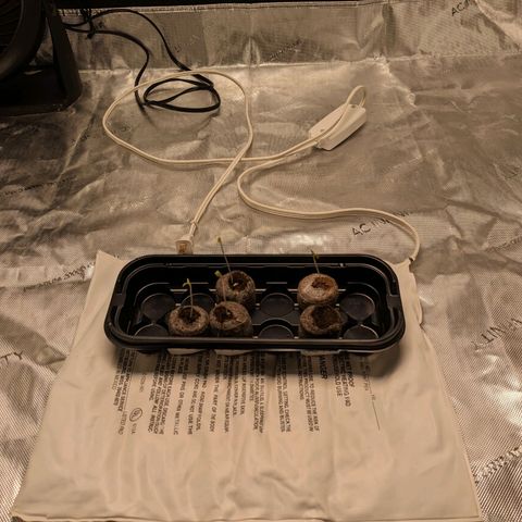 Mandarin Cookies V2, Mandarin Cookies Haze, Bruce Banner growlog photo: Transferred from greenhouse to paper cups and labelled according to strain.