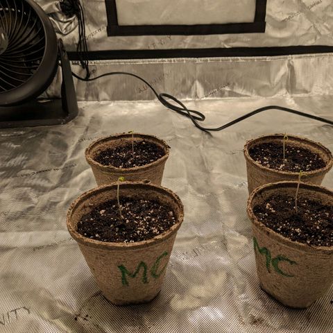 Mandarin Cookies V2, Mandarin Cookies Haze, Bruce Banner growlog photo: Transferred from greenhouse to paper cups and labelled according to strain.