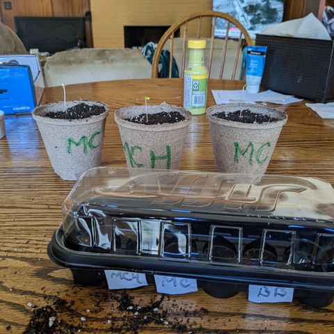 Mandarin Cookies V2, Mandarin Cookies Haze, Bruce Banner growlog photo: Transferred from greenhouse to paper cups and labelled according to strain.
