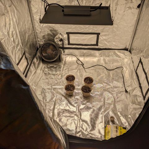 Mandarin Cookies V2, Mandarin Cookies Haze, Bruce Banner growlog photo: Transferred from greenhouse to paper cups and labelled according to strain.