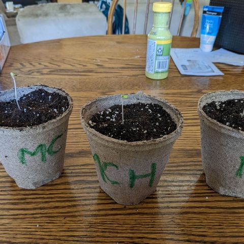 Mandarin Cookies V2, Mandarin Cookies Haze, Bruce Banner growlog photo: Transferred from greenhouse to paper cups and labelled according to strain.