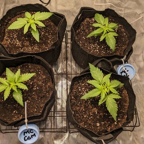 Mandarin Cookies V2, Mandarin Cookies Haze, Bruce Banner growlog photo: End of week 3 starting from seed. No nutrients given yet
