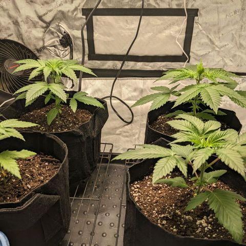Mandarin Cookies V2, Mandarin Cookies Haze, Bruce Banner growlog photo: Nothing but water to date. Nutrients starting soon. Topping when they hit seventh node down to fourth node.