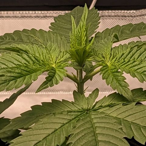 Mandarin Cookies V2, Mandarin Cookies Haze, Bruce Banner growlog photo: Nothing but water to date. Nutrients starting soon. Topping when they hit seventh node down to fourth node.