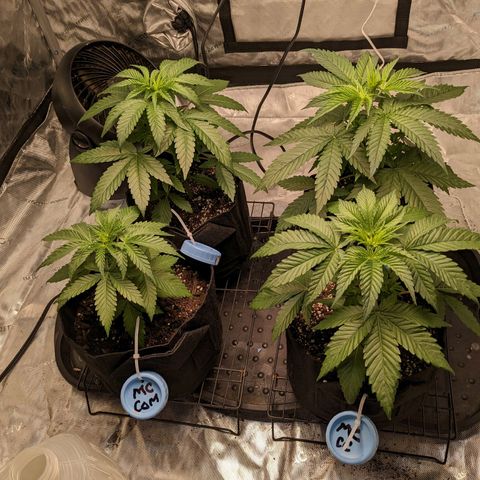 Mandarin Cookies V2, Mandarin Cookies Haze, Bruce Banner growlog photo: Tomorrow, I will begin to cut back on 18-6 light cycle to transition to outdoor light cycle.