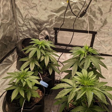 Mandarin Cookies V2, Mandarin Cookies Haze, Bruce Banner growlog timeline photo