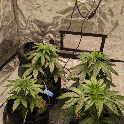 Mandarin Cookies V2, Mandarin Cookies Haze, Bruce Banner growlog timeline photo