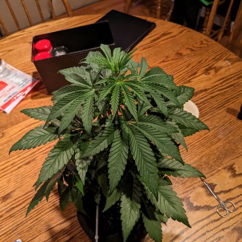 Mandarin Cookies V2, Mandarin Cookies Haze, Bruce Banner growlog photo: Topping day!