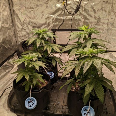 Mandarin Cookies V2, Mandarin Cookies Haze, Bruce Banner growlog photo: Topping day!