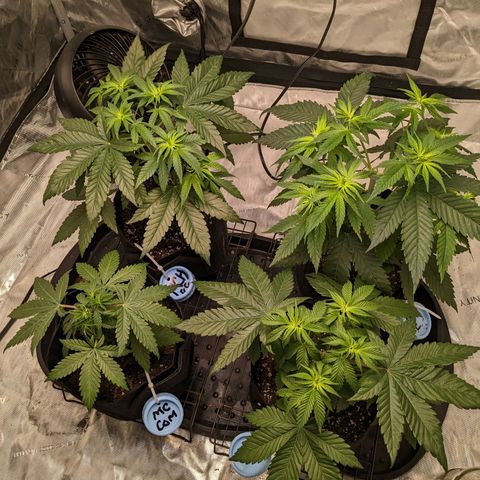 Mandarin Cookies V2, Mandarin Cookies Haze, Bruce Banner growlog photo: Topping day!