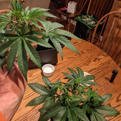 Mandarin Cookies V2, Mandarin Cookies Haze, Bruce Banner growlog photo: Topping day!