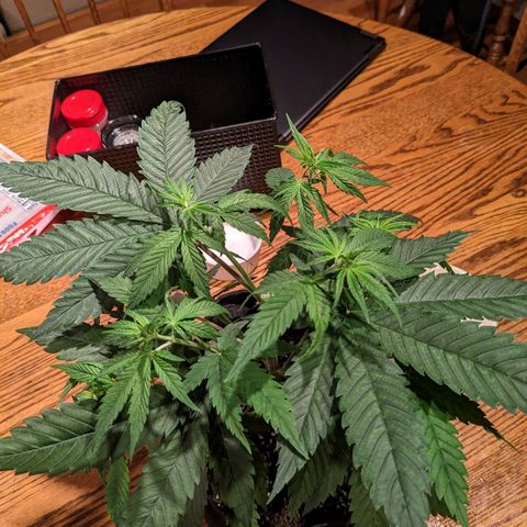 Mandarin Cookies V2, Mandarin Cookies Haze, Bruce Banner growlog photo: Topping day!