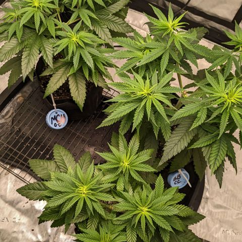 Mandarin Cookies V2, Mandarin Cookies Haze, Bruce Banner growlog timeline photo