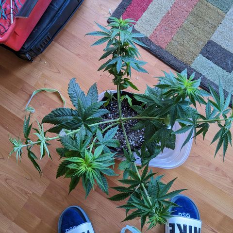 Mandarin Cookies V2, Mandarin Cookies Haze, Bruce Banner growlog photo: Second topping and tied some branches down