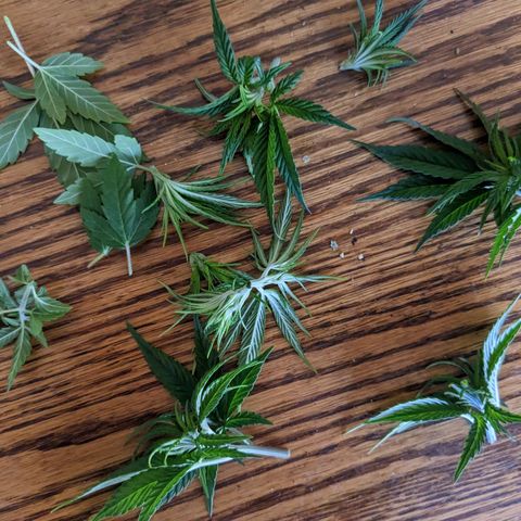 Mandarin Cookies V2, Mandarin Cookies Haze, Bruce Banner growlog photo: Second topping and tied some branches down