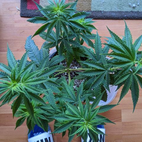 Mandarin Cookies V2, Mandarin Cookies Haze, Bruce Banner growlog photo: Second topping and tied some branches down