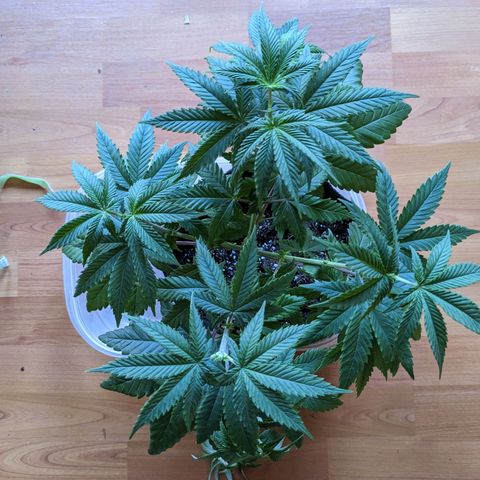 Mandarin Cookies V2, Mandarin Cookies Haze, Bruce Banner growlog photo: Second topping and tied some branches down