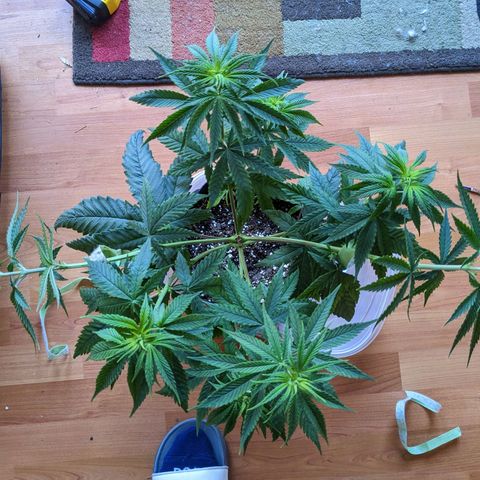 Mandarin Cookies V2, Mandarin Cookies Haze, Bruce Banner growlog photo: Second topping and tied some branches down