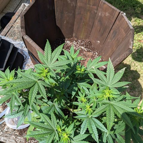 Mandarin Cookies V2, Mandarin Cookies Haze, Bruce Banner growlog photo: Post transplant. 