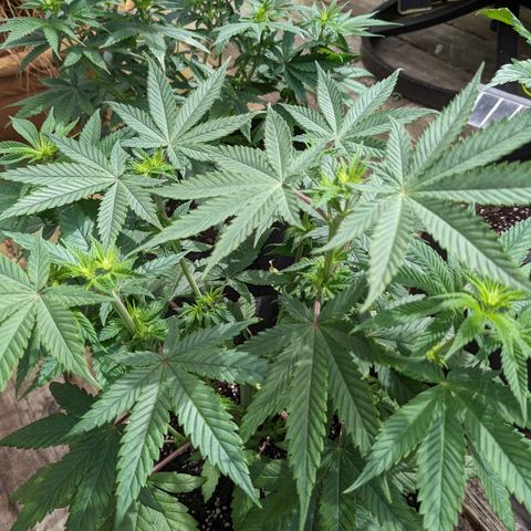 Mandarin Cookies V2, Mandarin Cookies Haze, Bruce Banner growlog photo: Post transplant. 