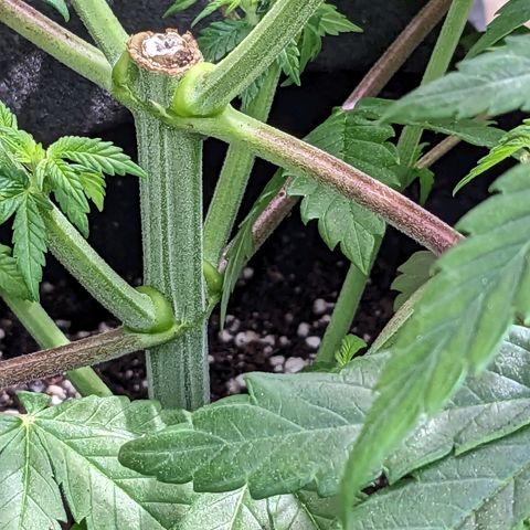 Mandarin Cookies V2, Mandarin Cookies Haze, Bruce Banner growlog photo: Post transplant. 