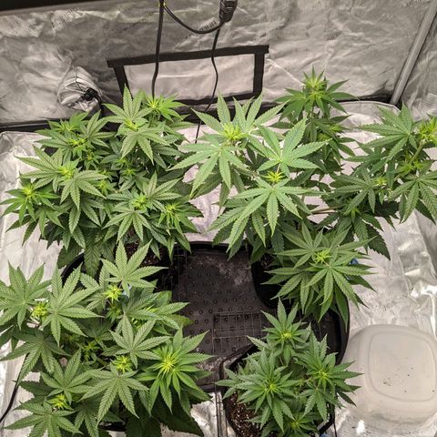 Mandarin Cookies V2, Mandarin Cookies Haze, Bruce Banner growlog photo: Post transplant. 