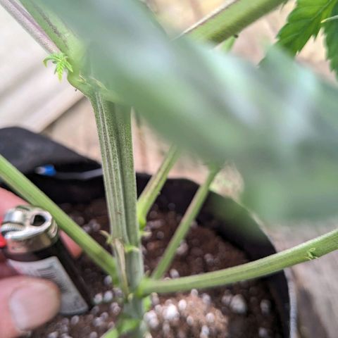 Mandarin Cookies V2, Mandarin Cookies Haze, Bruce Banner growlog photo: Post transplant. 