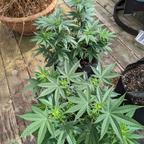 Mandarin Cookies V2, Mandarin Cookies Haze, Bruce Banner growlog photo: Post transplant. 