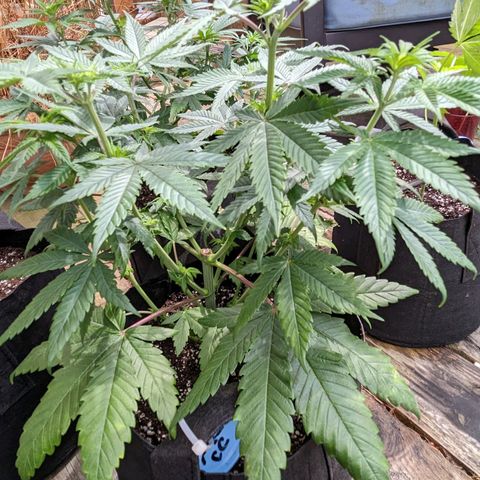 Mandarin Cookies V2, Mandarin Cookies Haze, Bruce Banner growlog photo: Post transplant. 