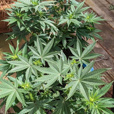 Mandarin Cookies V2, Mandarin Cookies Haze, Bruce Banner growlog timeline photo