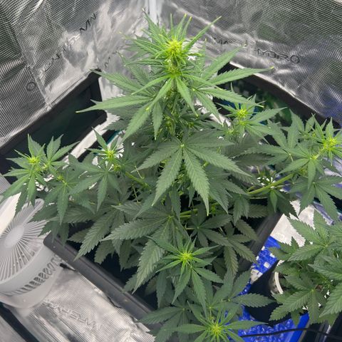 Auto White Widow growlog timeline photo