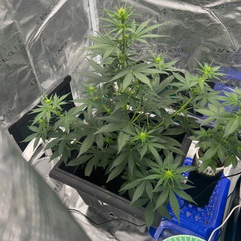 Auto White Widow growlog timeline photo