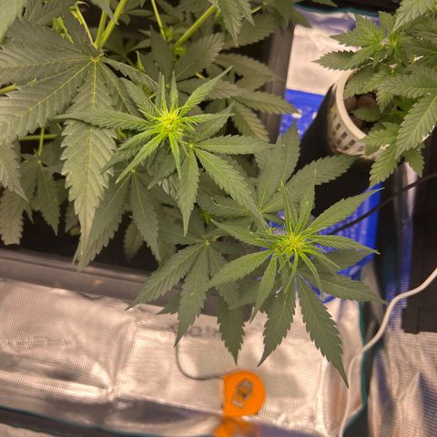 Auto White Widow growlog timeline photo