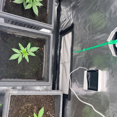 Sativa auto growlog timeline photo