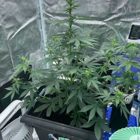 Auto White Widow growlog photo: 50 cm preflowering stage 