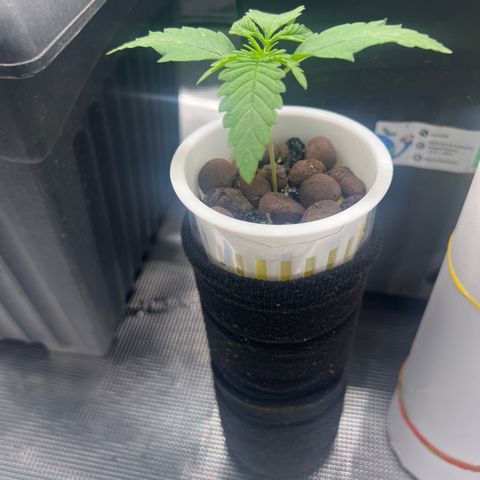 Blue cheese  #1 growlog timeline photo